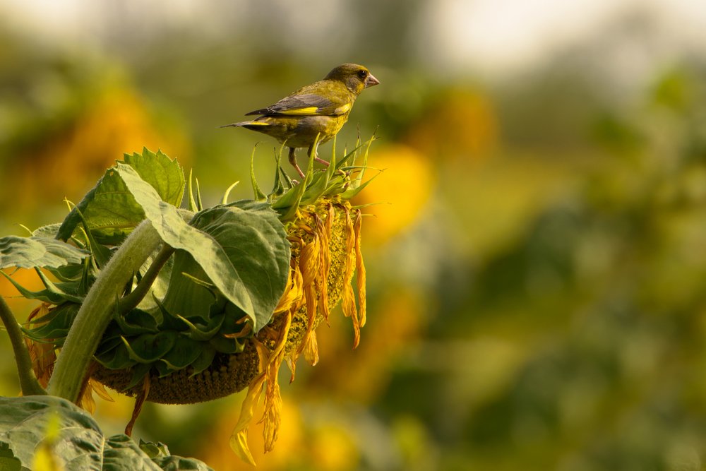 Greenfinch on on sunflower