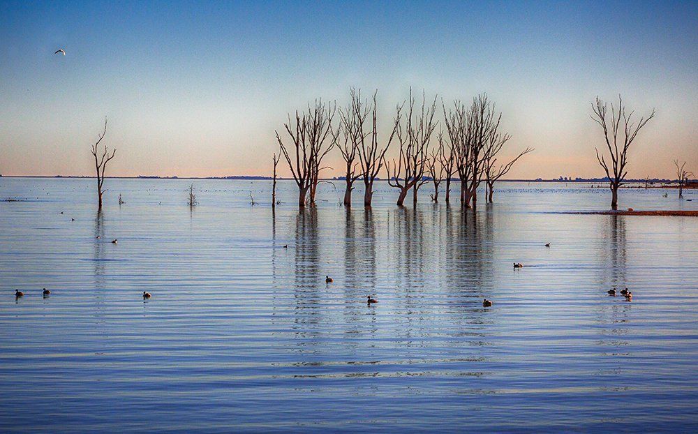 Quedaron solo las aves