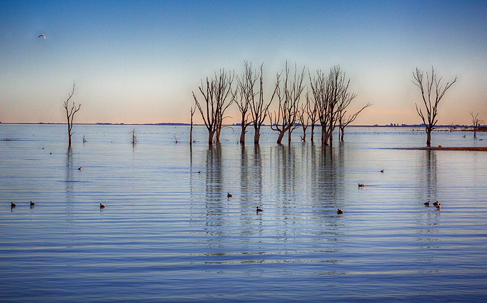 Quedaron solo las aves