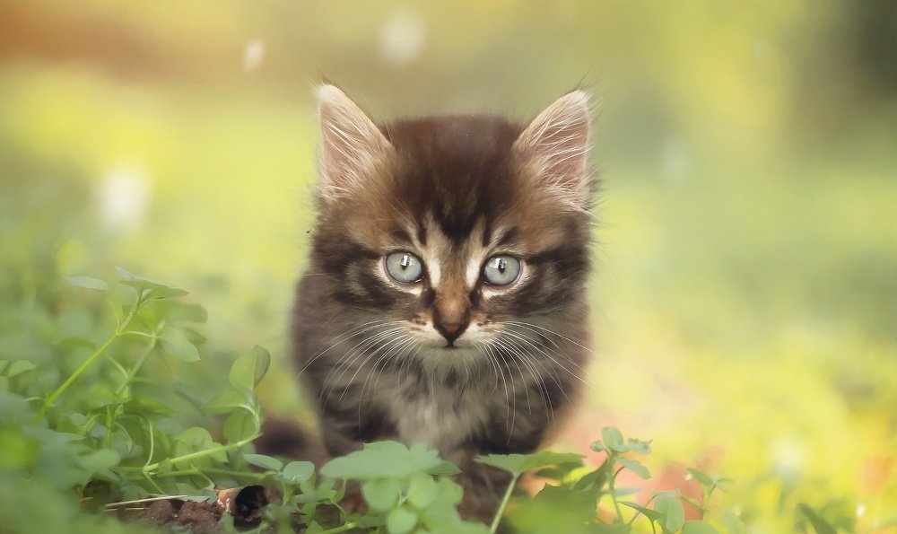 Брошенный в лесу котёнок