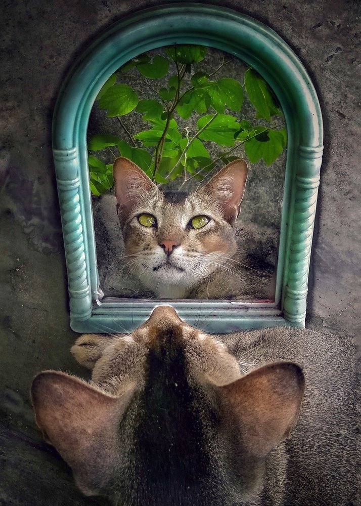 The Reflections