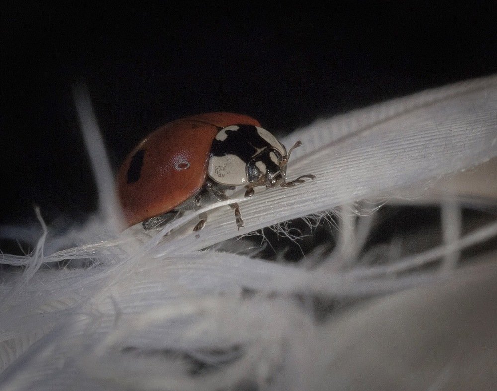 божья коровка