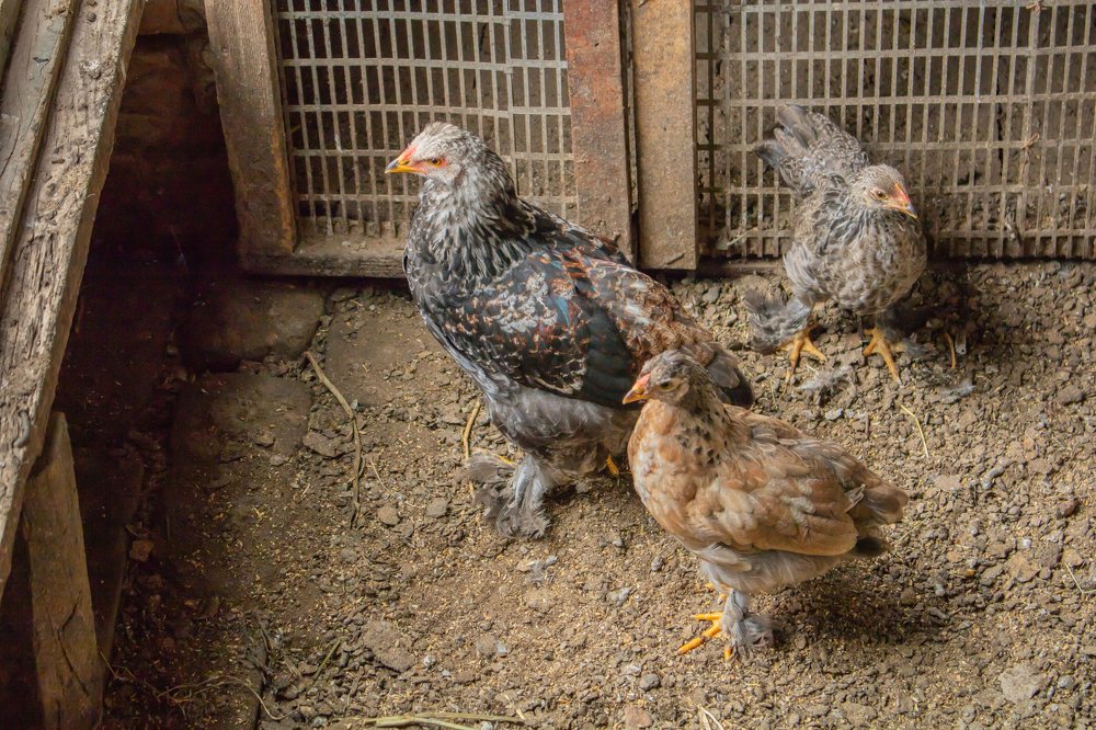 Сельские зарисовки. В птичнике.