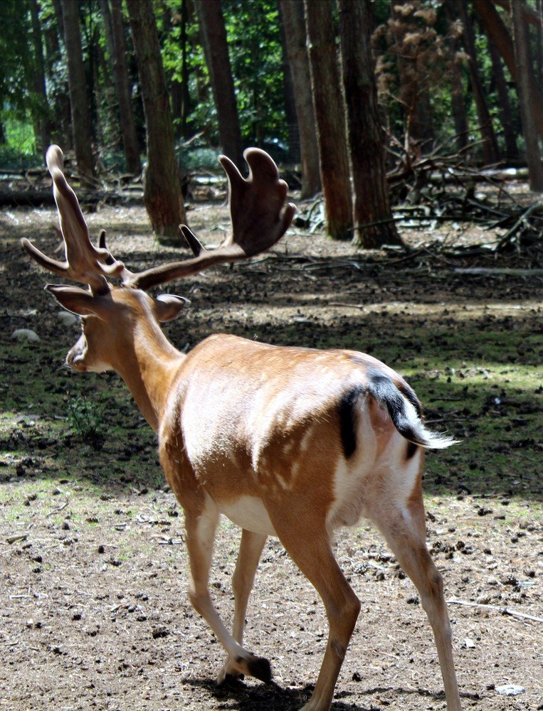 Животные в природе