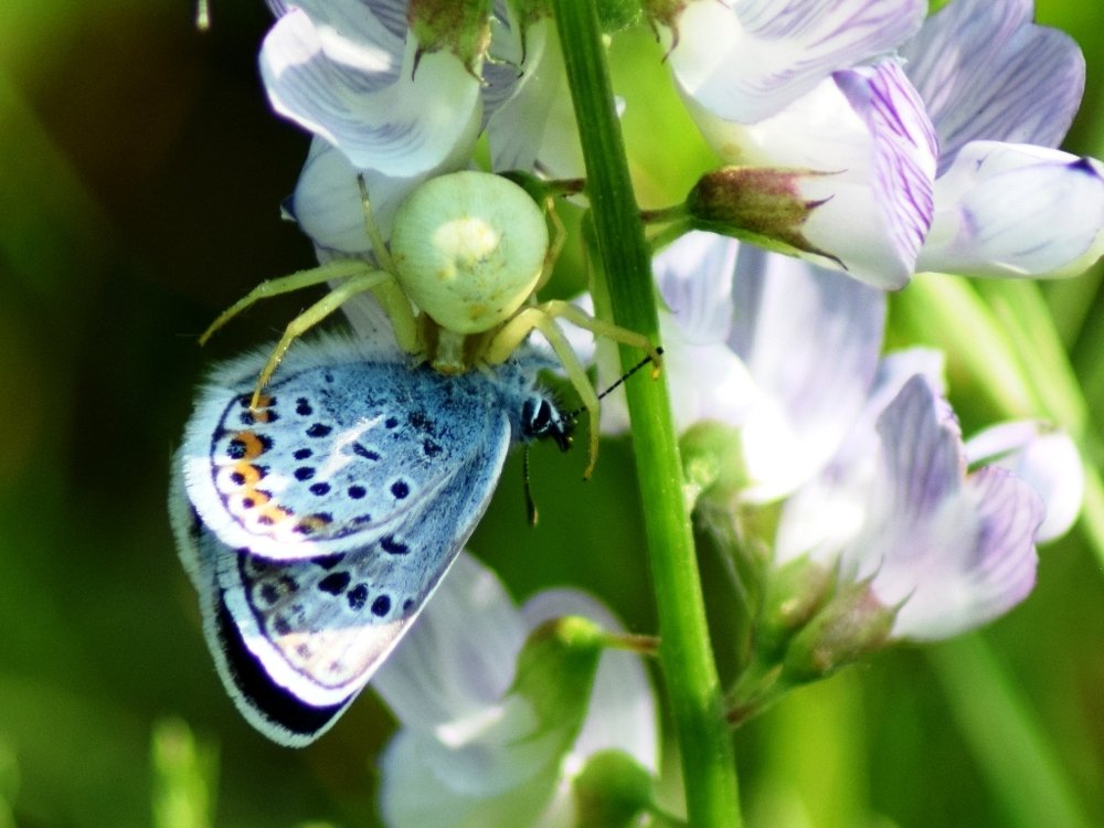 В  лапах  паука