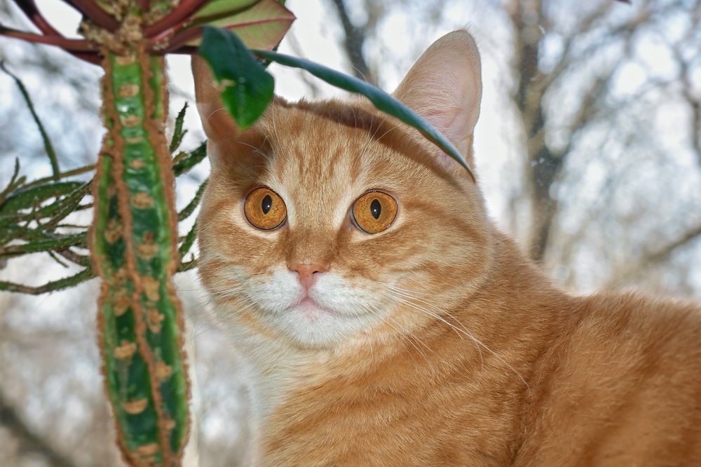 Под пальмой