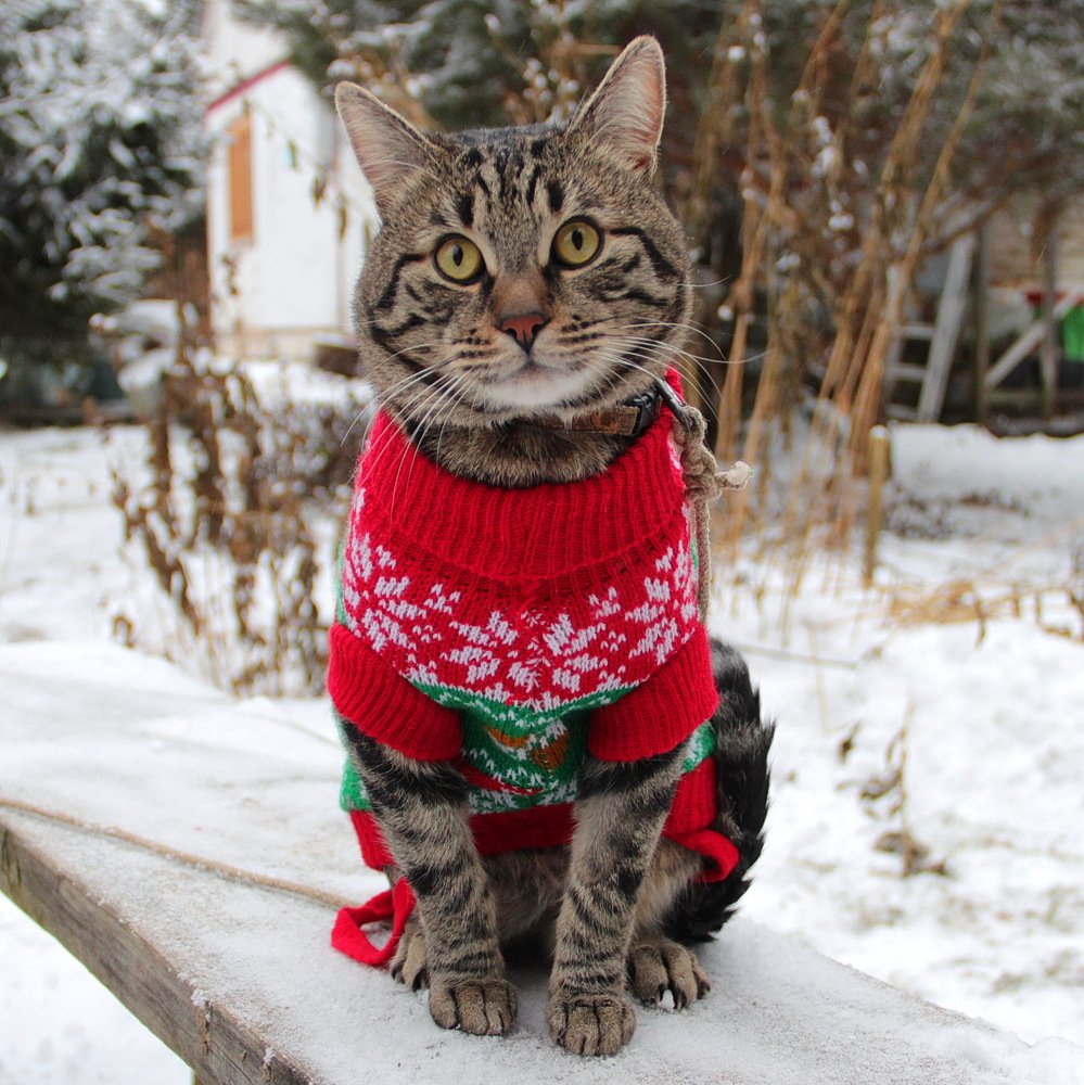 Симба на зимней прогулке