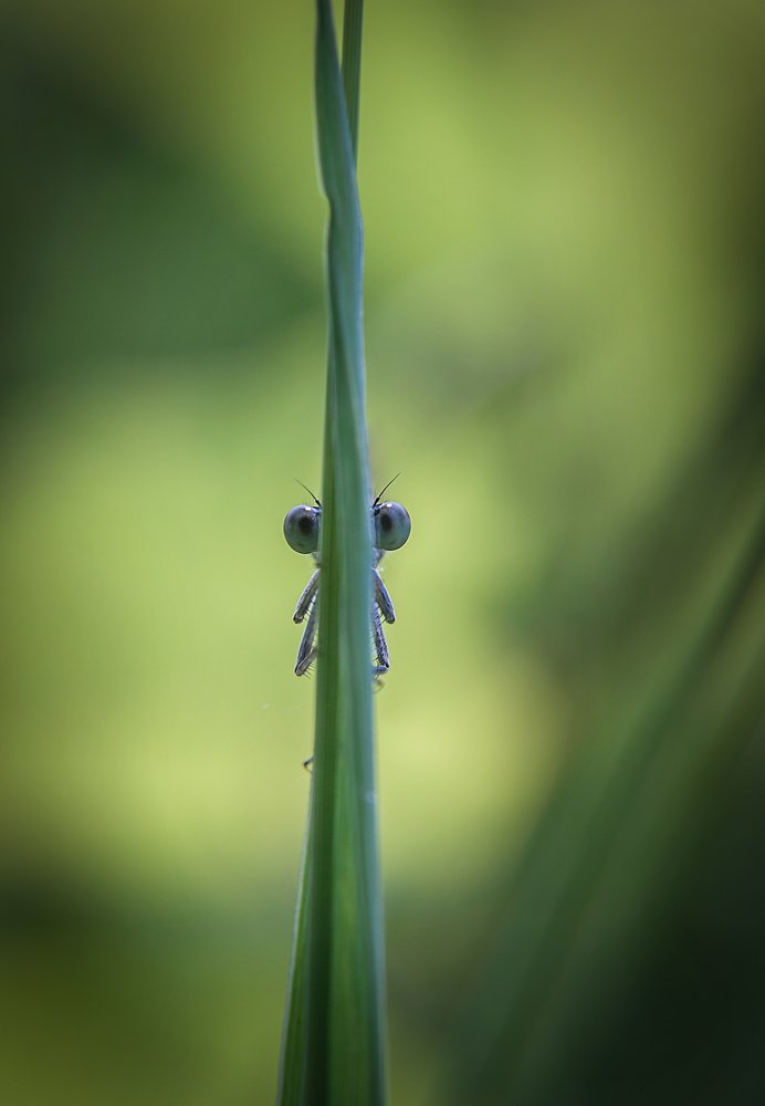 у травы тоже есть глаза
