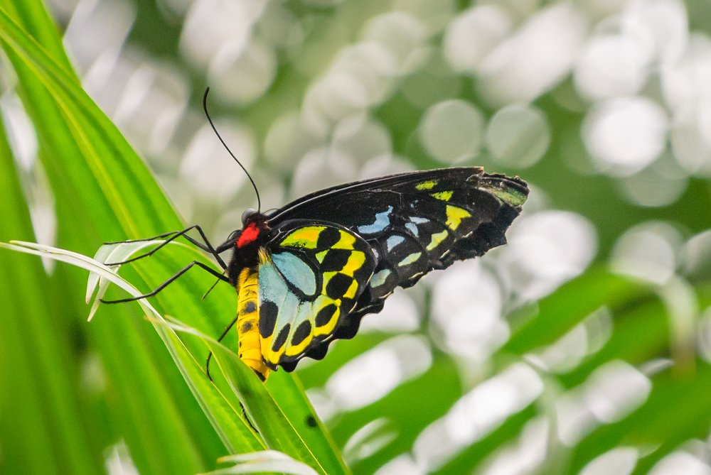 Butterfly I