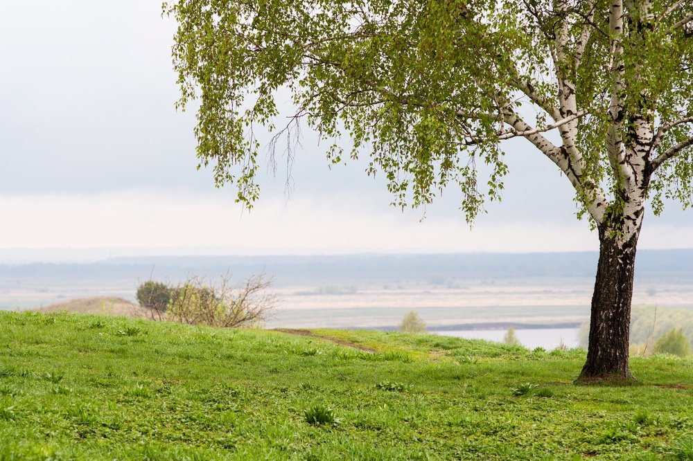 Зеленые дали