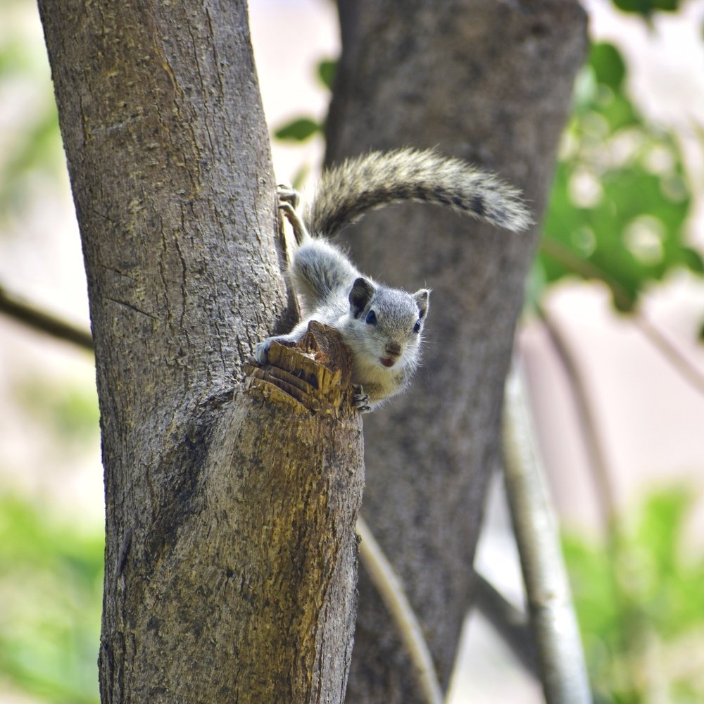 Indian Palm Squirrel