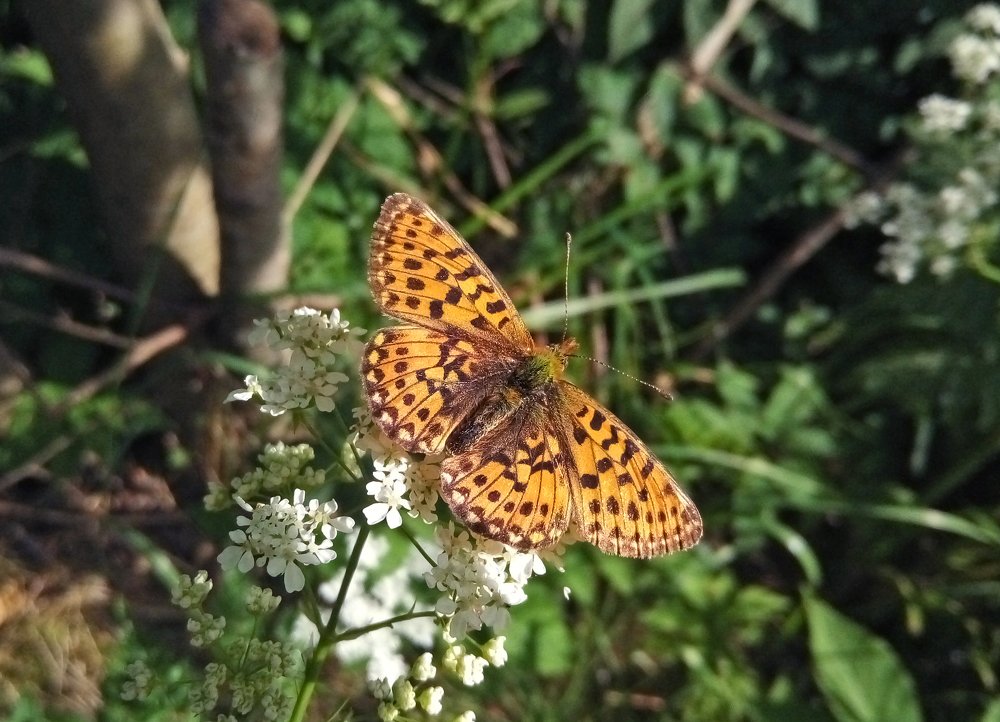 Photograph by Галина