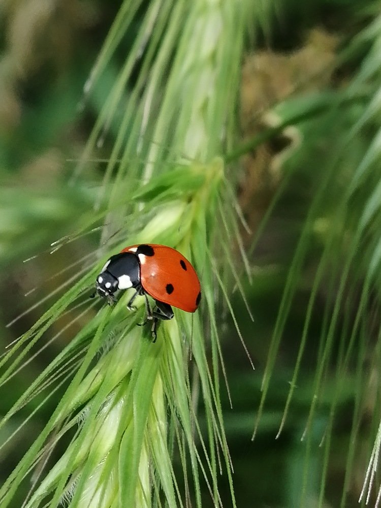 Ladybug
