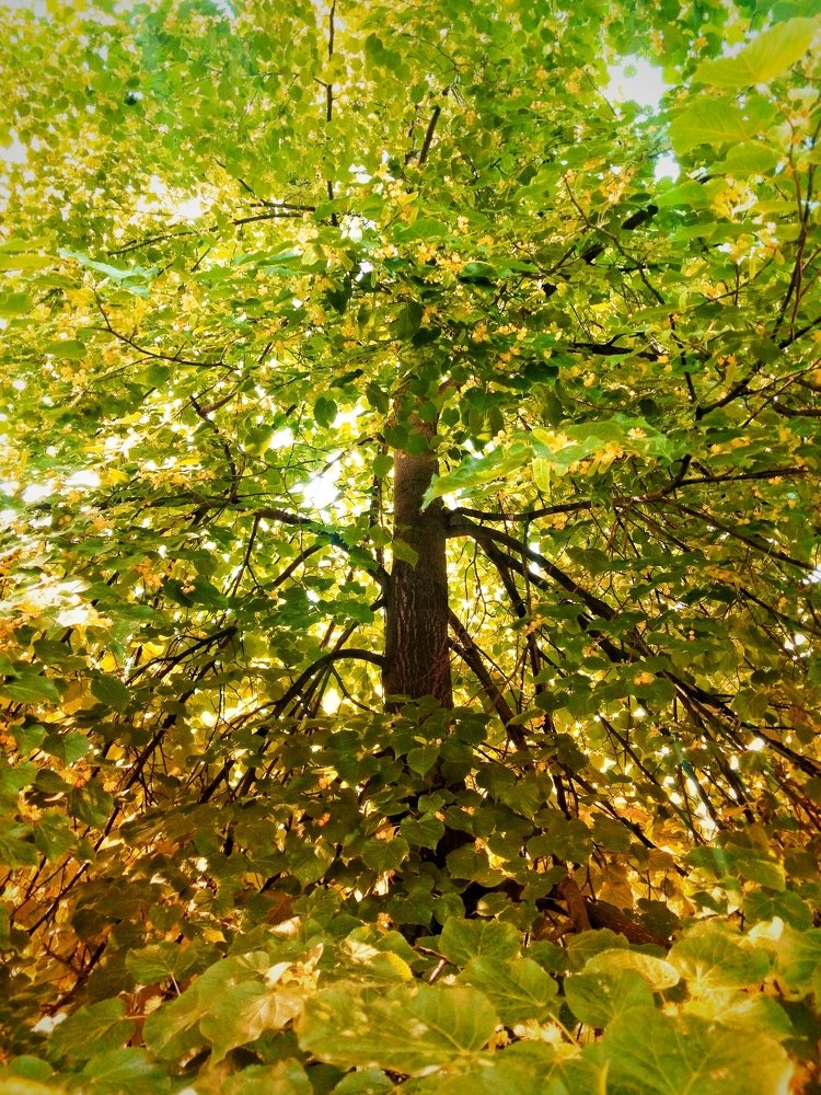 Липовый свет