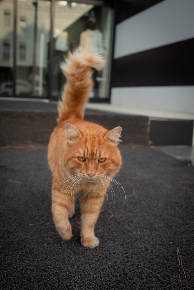 Кот огонь