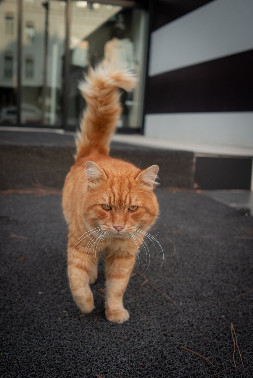 Кот огонь