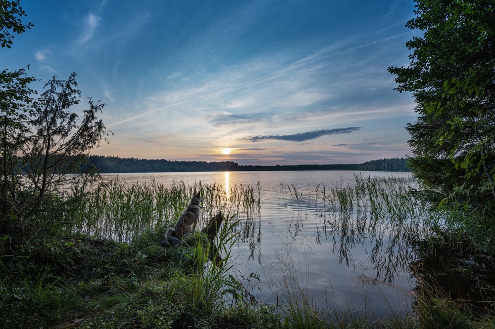 Любуется закатом
