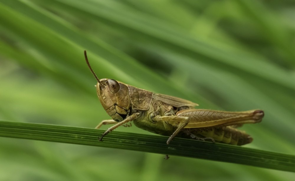 Field grasshopper - The scratcher