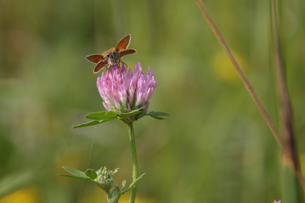Любимое блюдо толстоголовки