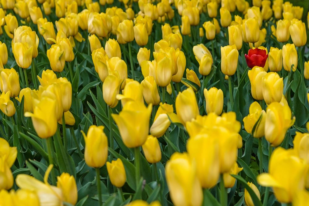 Капля крови