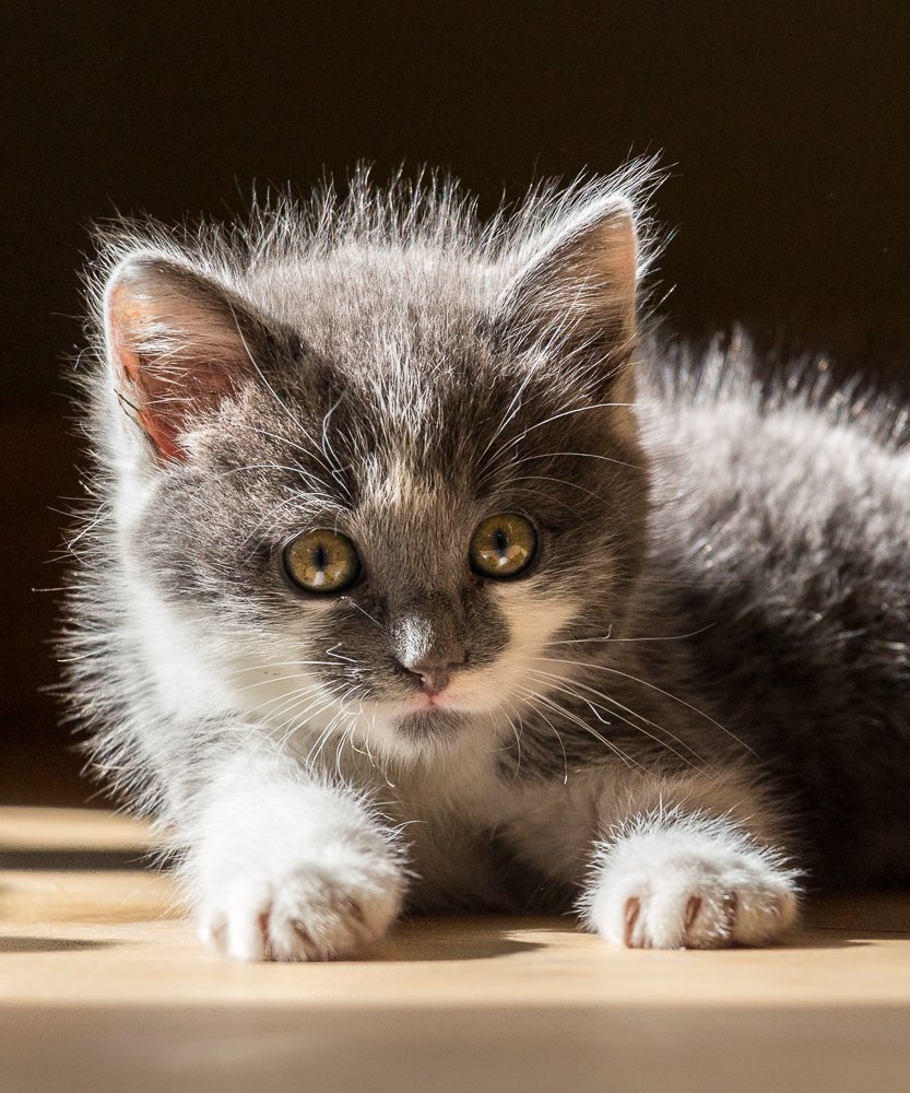 Hi, my name is 'Beau'.