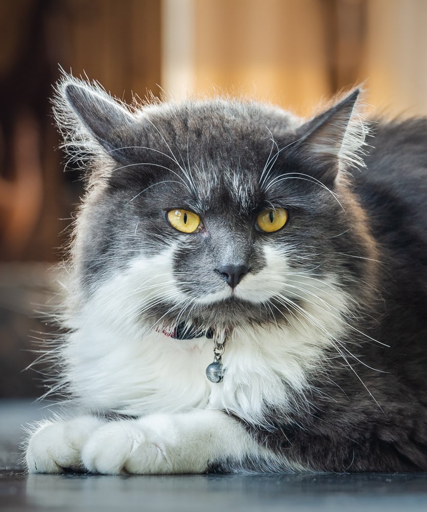 Hi, my name is 'Belle'