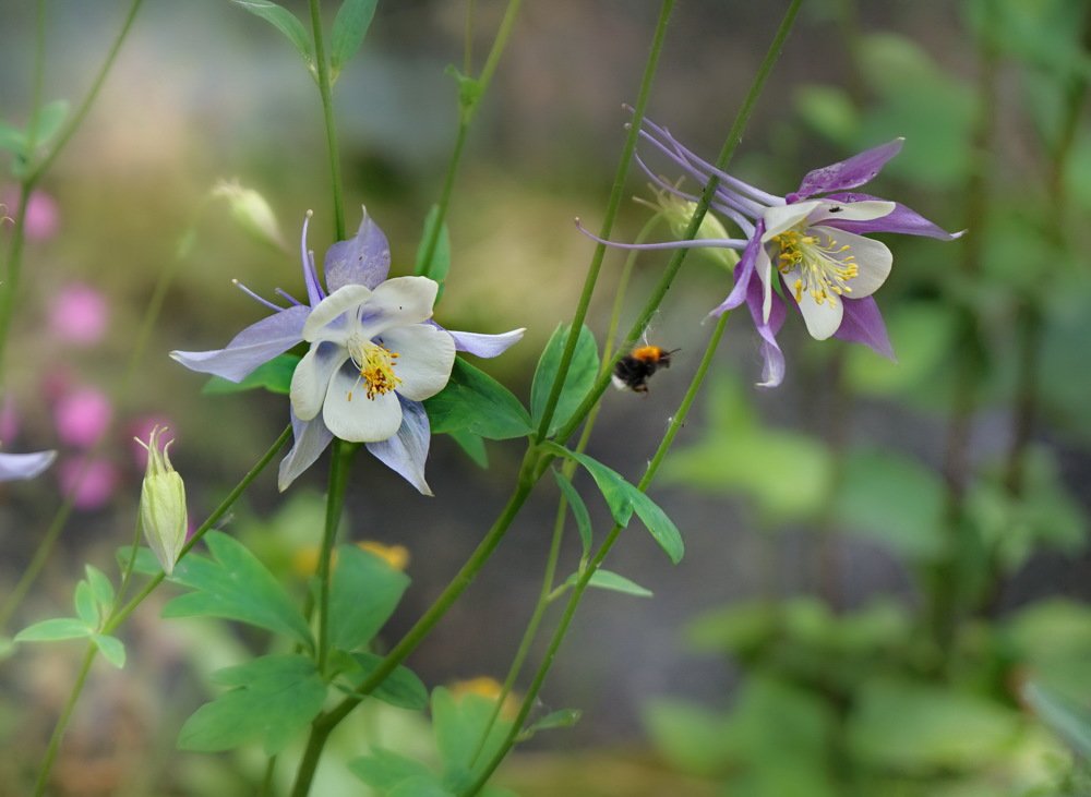 Городские цветы