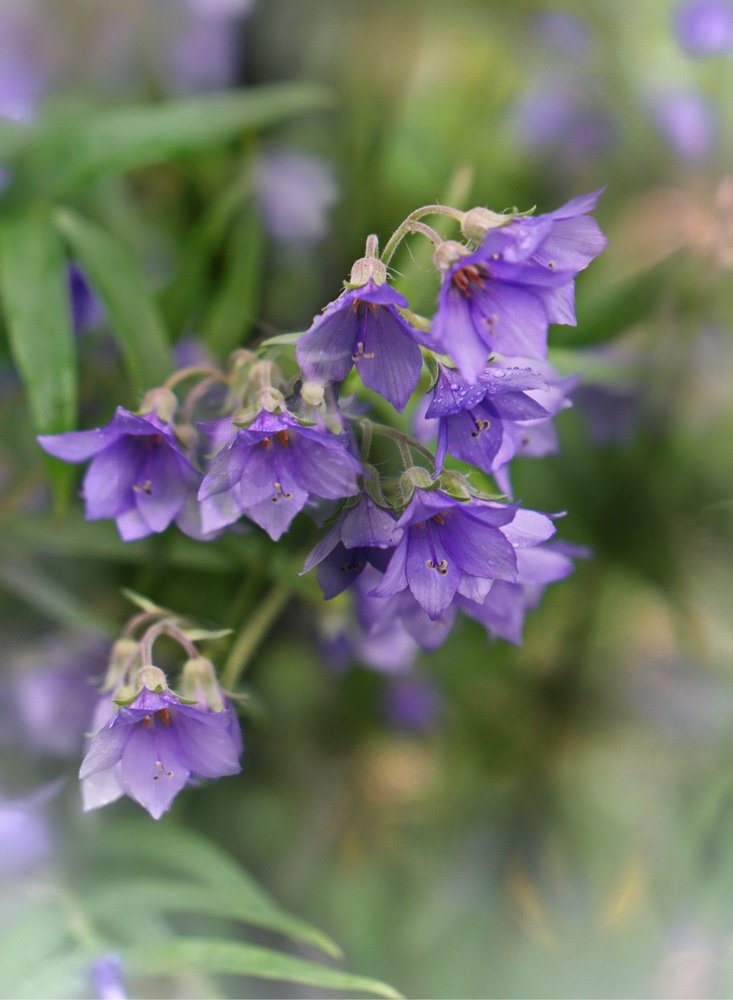 Красота природы