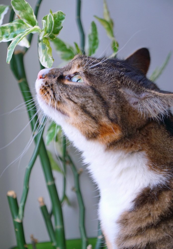 Чувство к прекрасному....