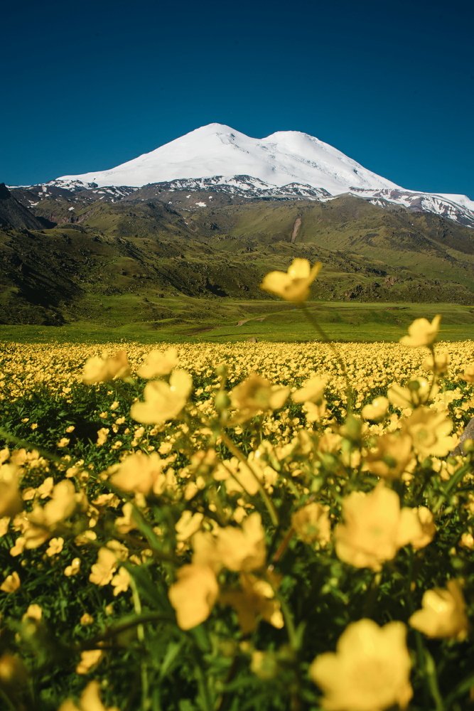 Эльбрус в объятьях лютиков