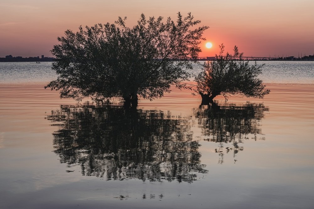 A sunrise though trees surrounded by water