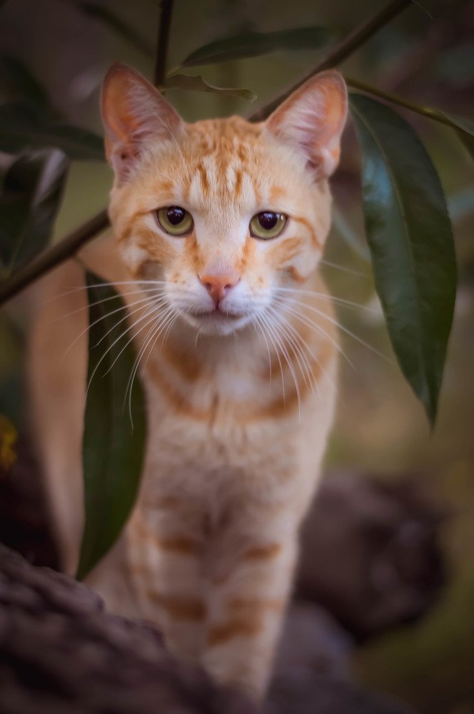 Photograph by Карпова Валентина