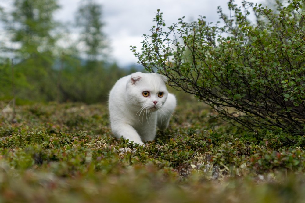 По зеленому ковру тихой поступью...