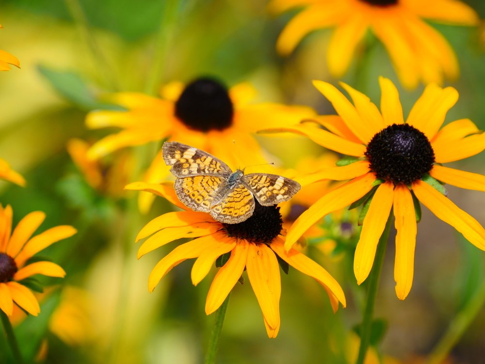 Черные глаза Сюзен ( цветы) и бабочка.