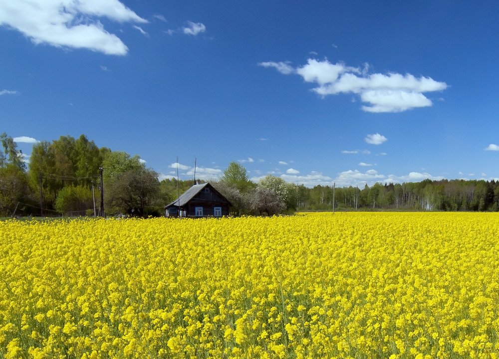 Без названия