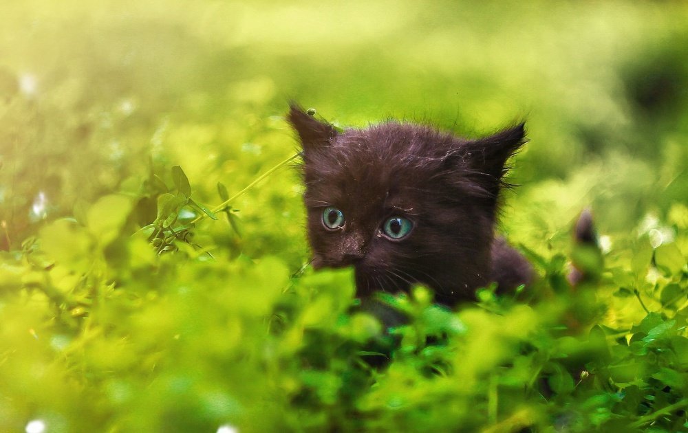 Черный охотник