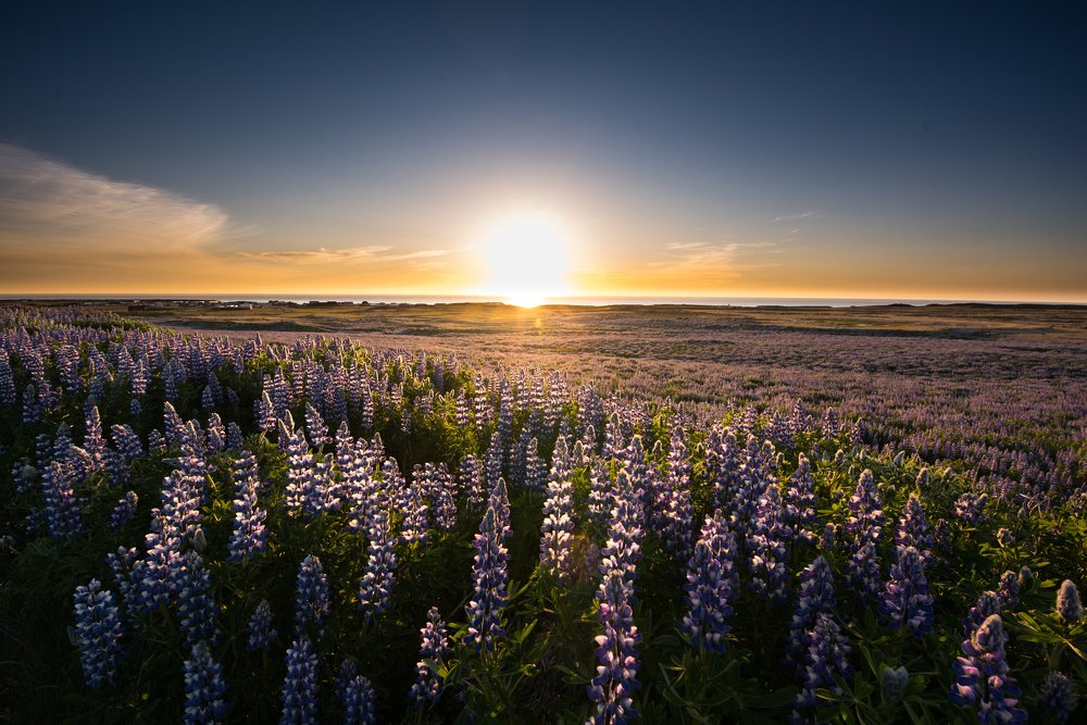 Flowers field in Iceland
