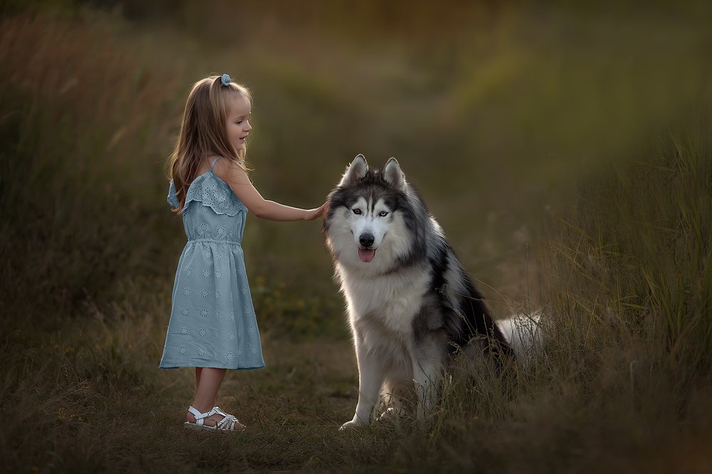 девочка и хаски