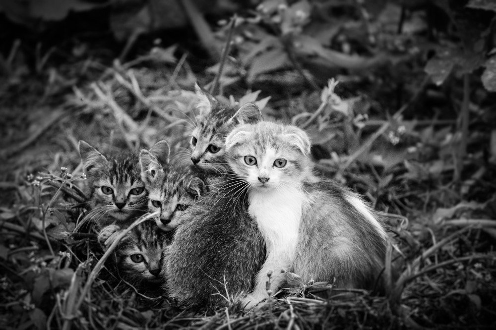 Бездомные котята