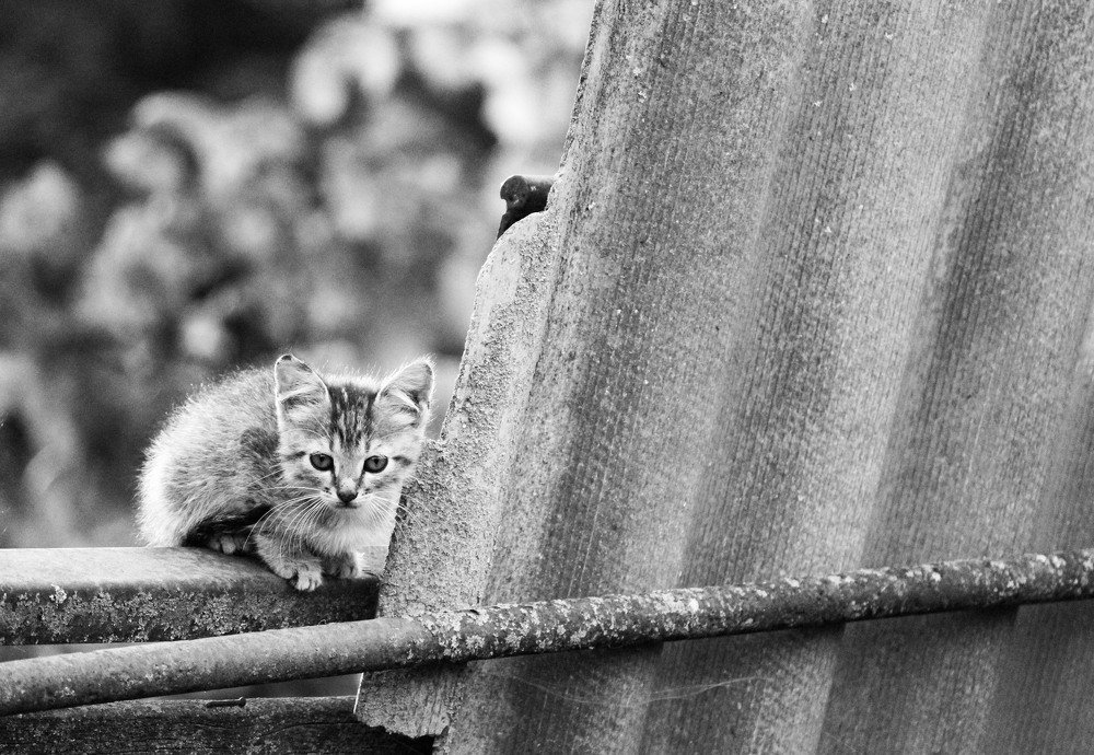 Бездомные котята