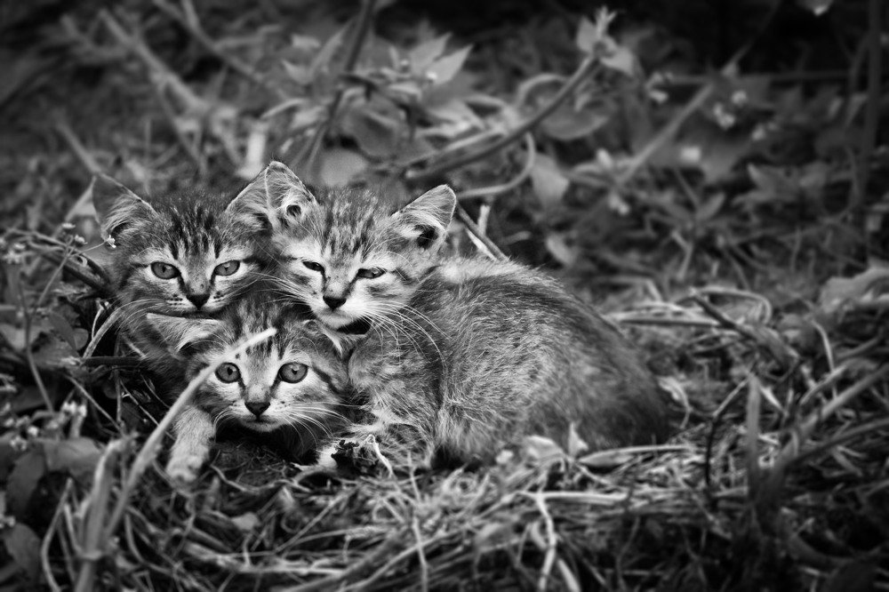 Бездомные котята