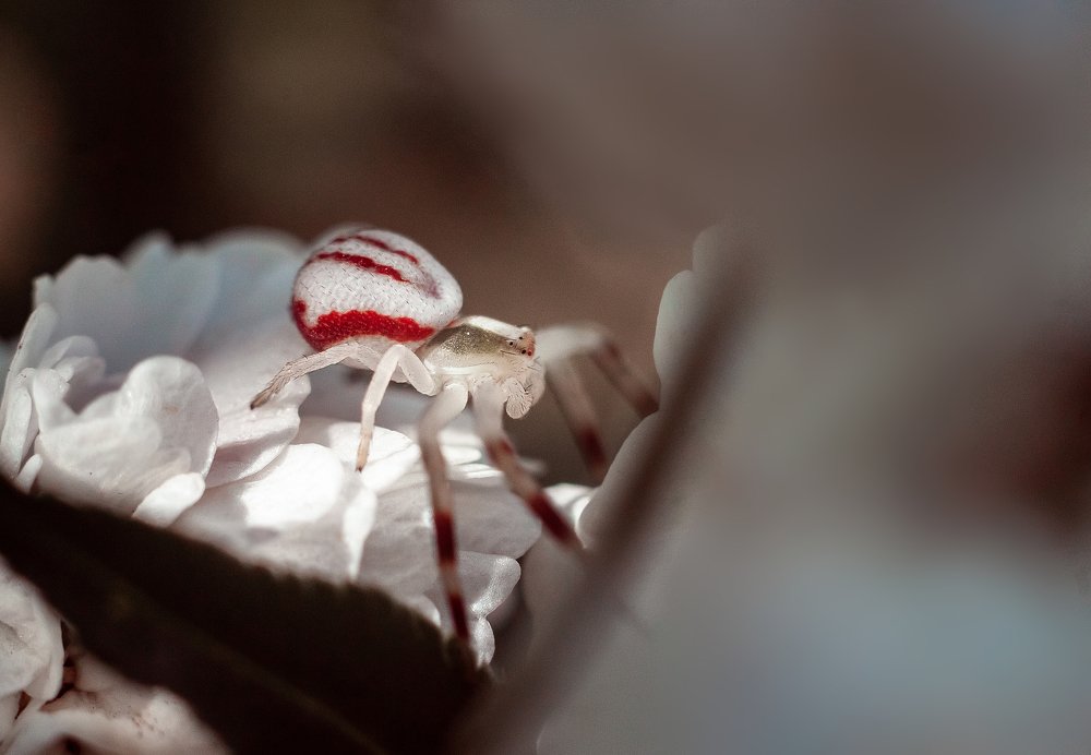 Photograph by Мария Бузыцкая