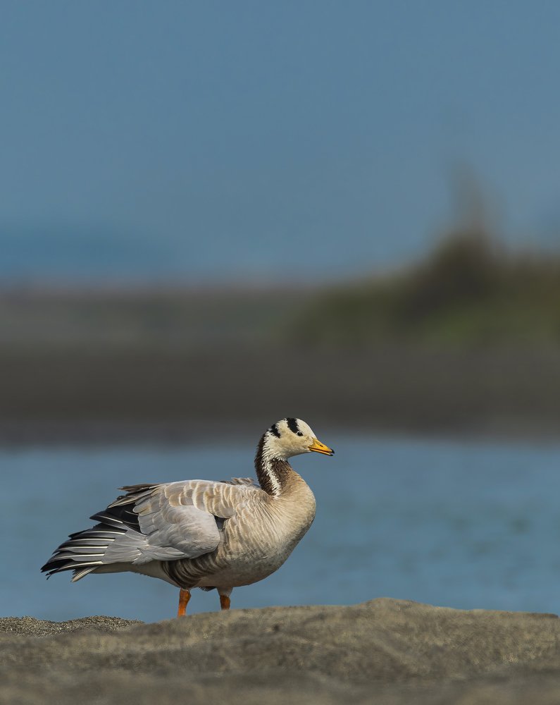 Bar-headed Goose