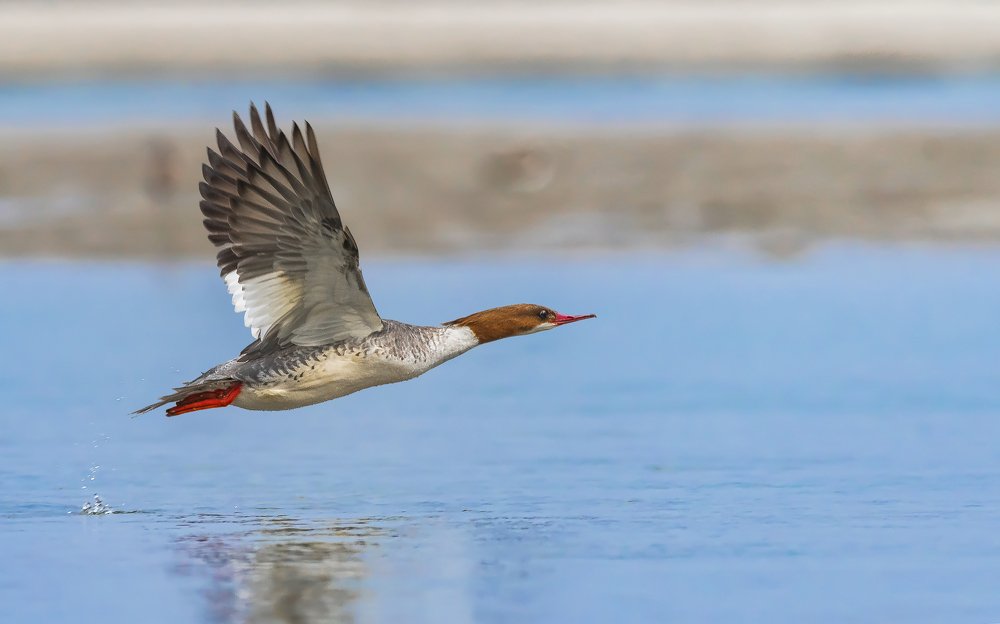 Common Merganser