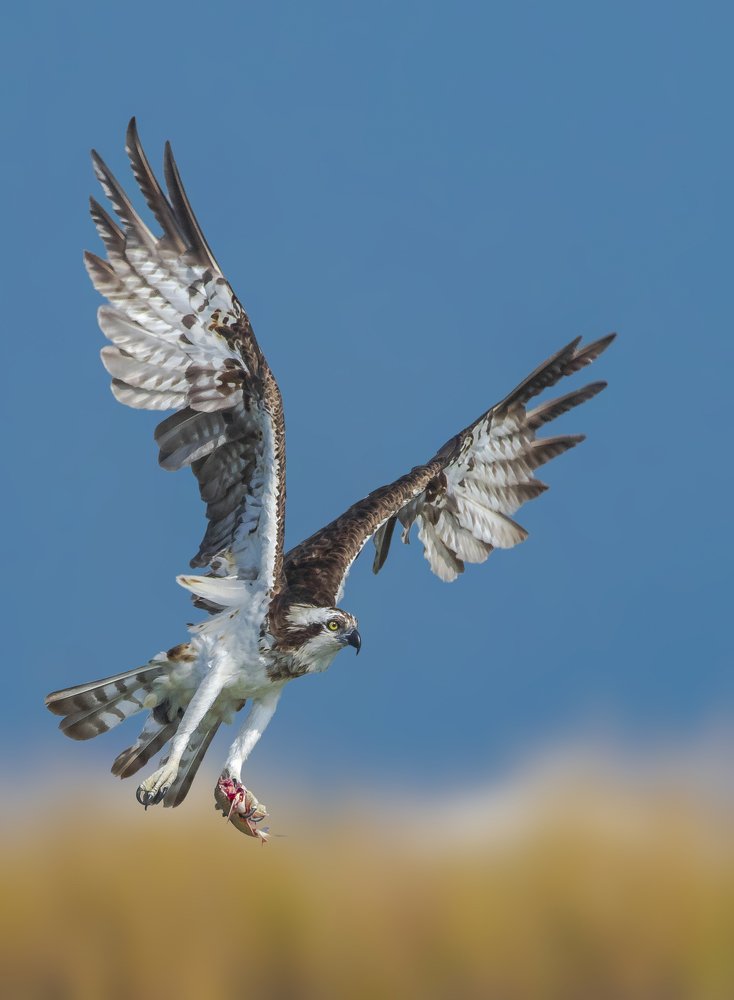 Osprey