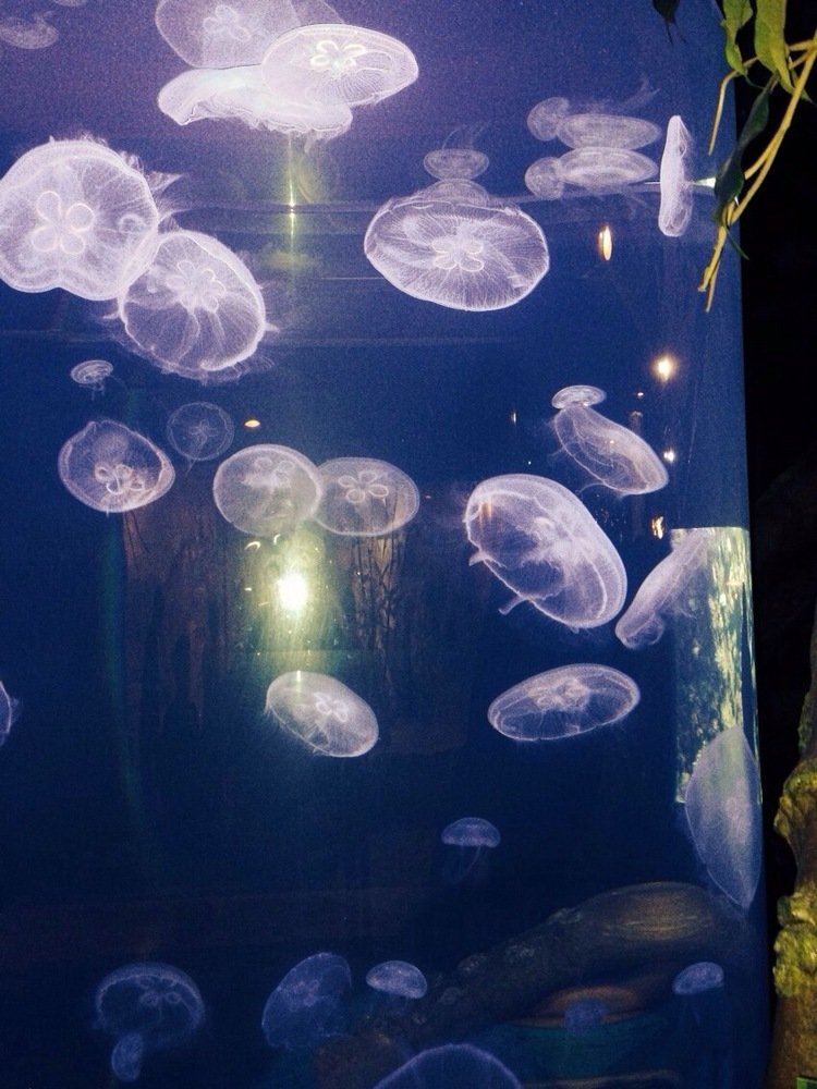 Jelly Fish