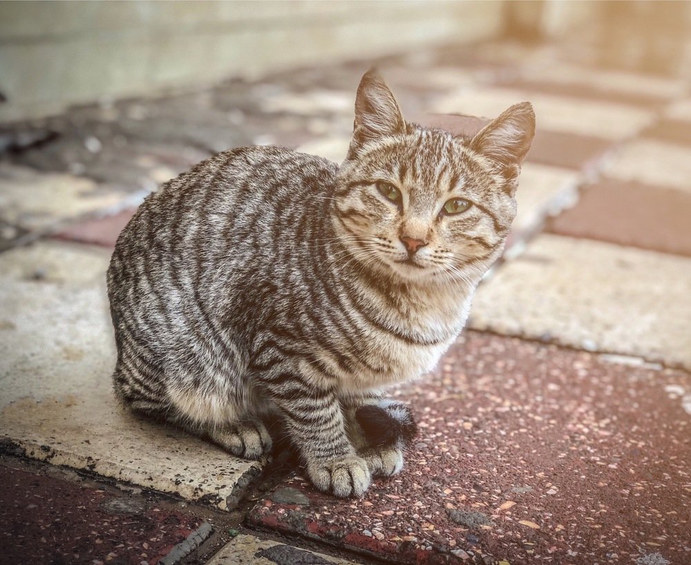 College of Science’s cat