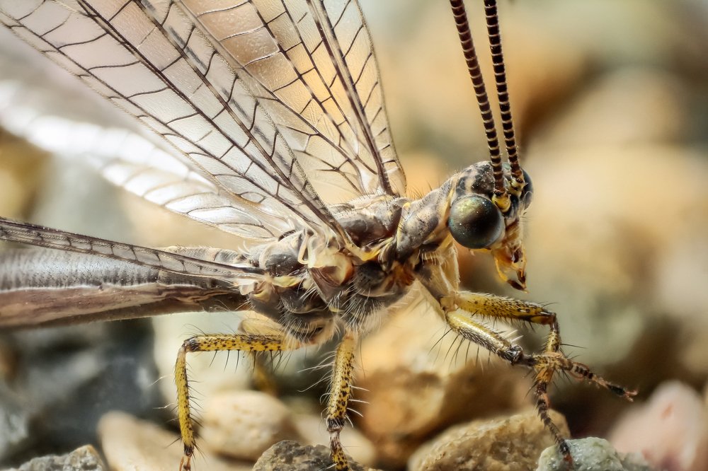 Муравьиный лев