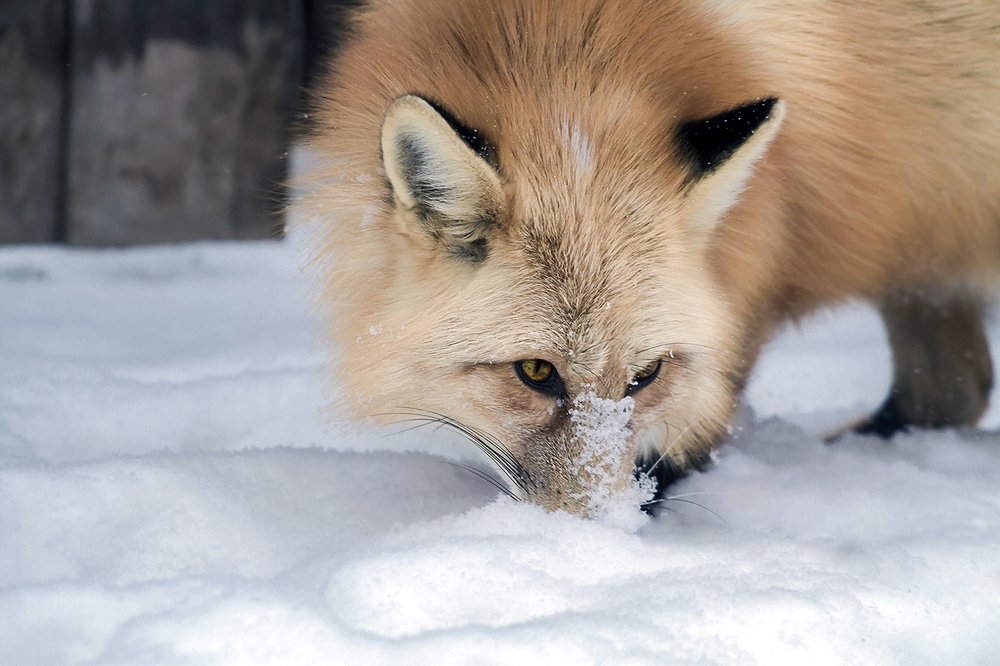 Мышами пахнет