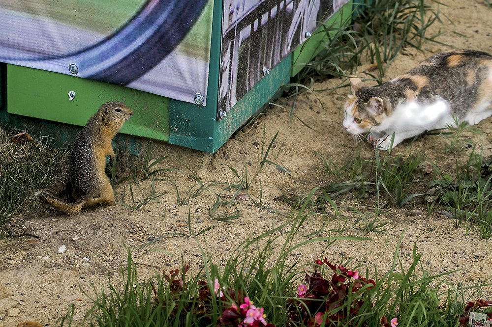 Охотничий инстинкт